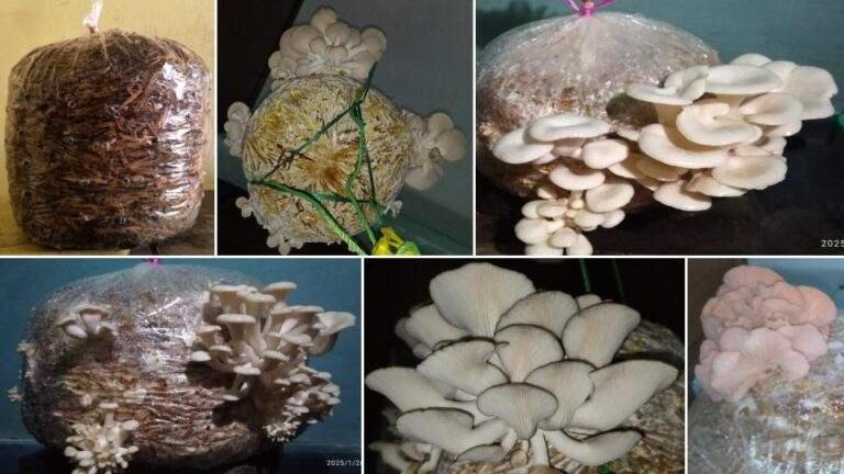 Mushroom cultivation by ecotribe foundation