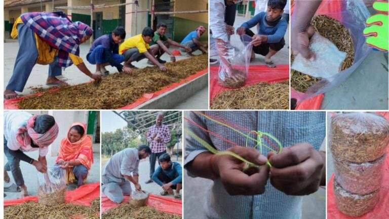 Mushroom cultivation technique