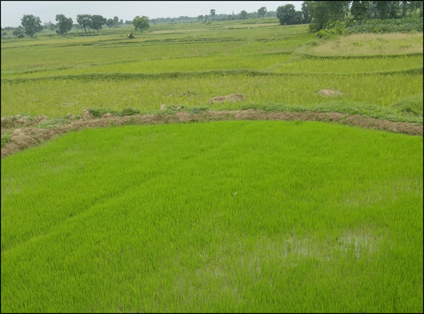 Indigenous Seeds and field