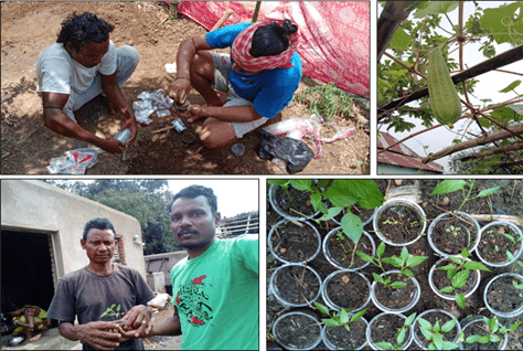 Indigenous saplings e1752838329183