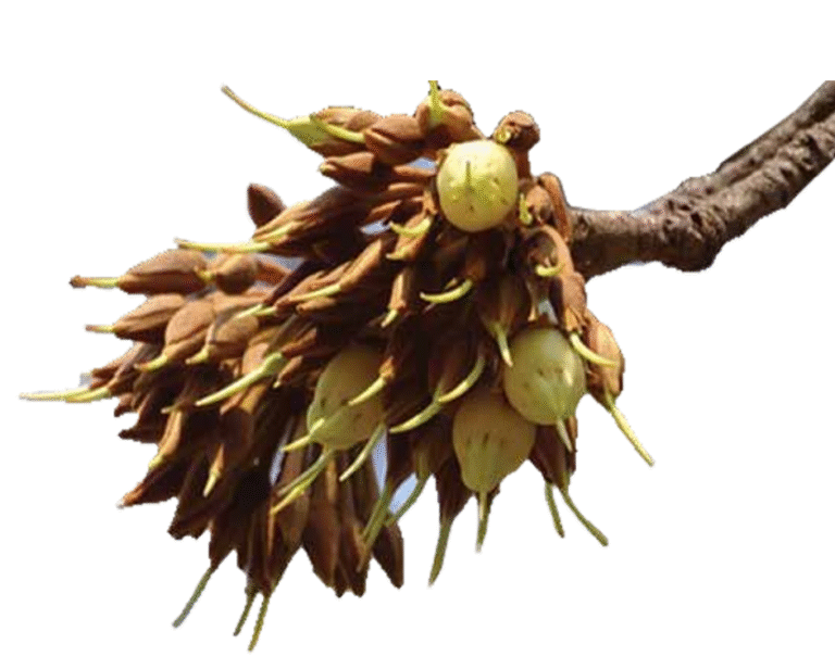 Mahua— A Potential Game Changer of Community Livelihood