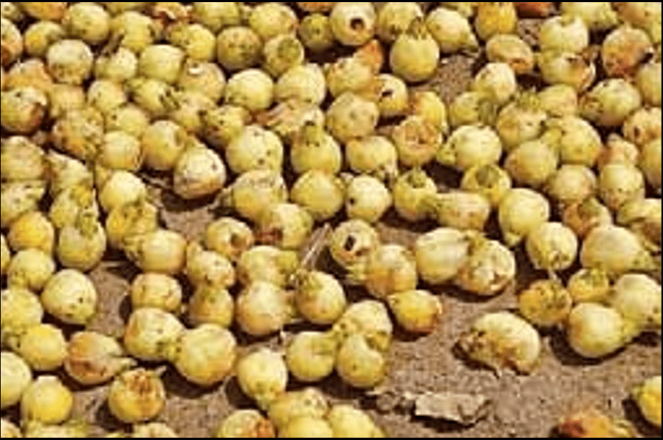 mahua fruit